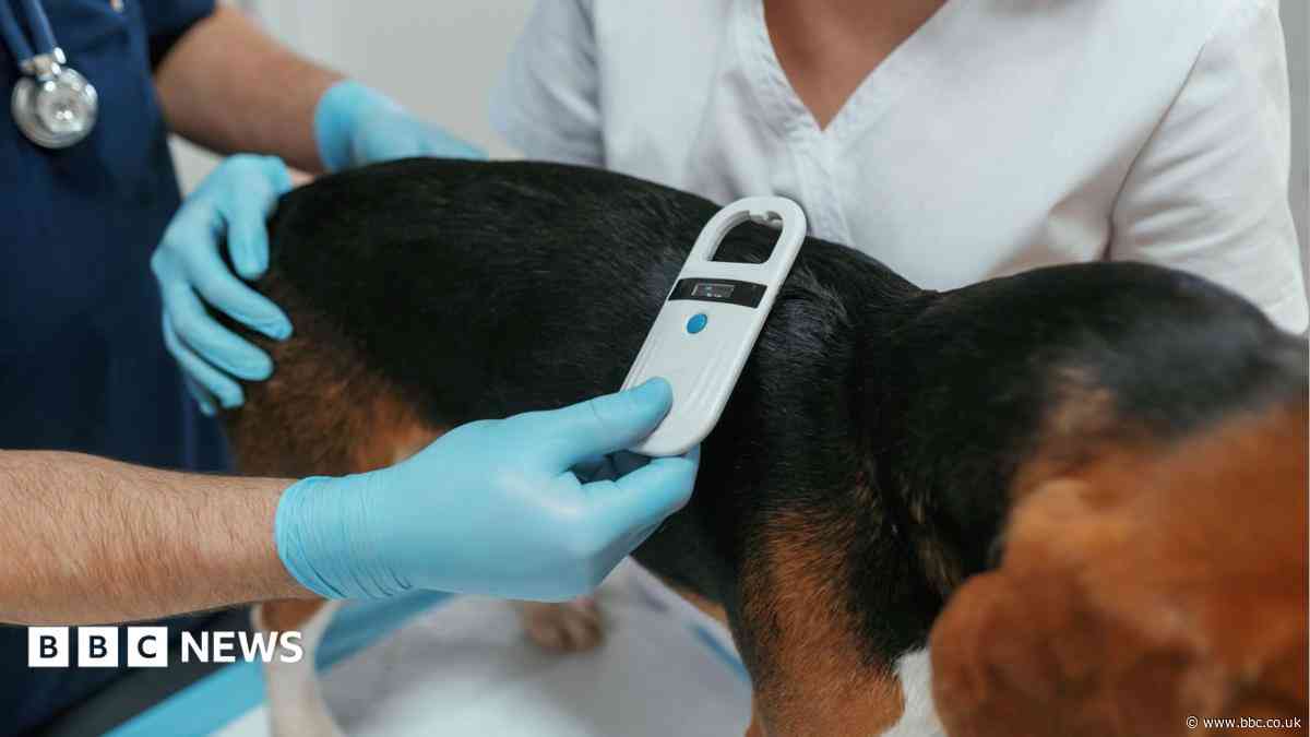 Warning as woman fined £500 for dog microchip error