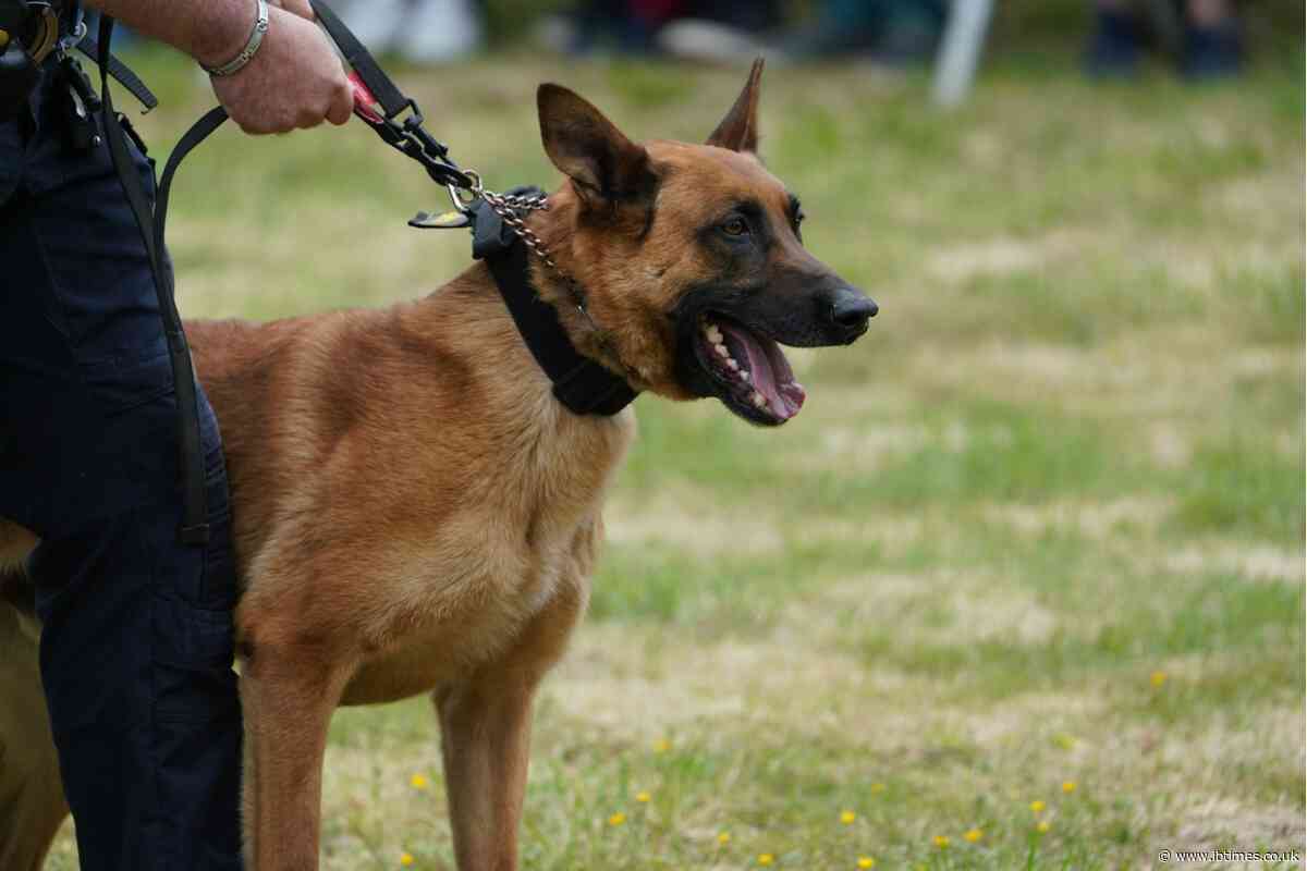 Suspect Bites Off Police Dog's Ear During SWAT Standoff Before Injured K9 Helps Officers Complete Arrest