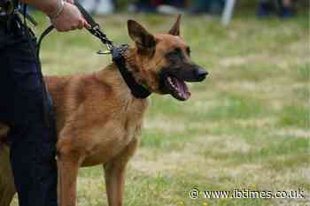Suspect Bites Off Police Dog's Ear During SWAT Standoff Before Injured K9 Helps Officers Complete Arrest