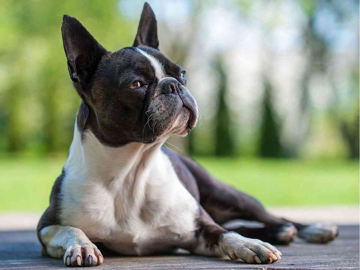 B.C. tribunal weighs in on who gets Walter the dog after women split