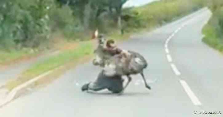 Man wrestles escaped emu in middle of road before it headbutts him and runs off