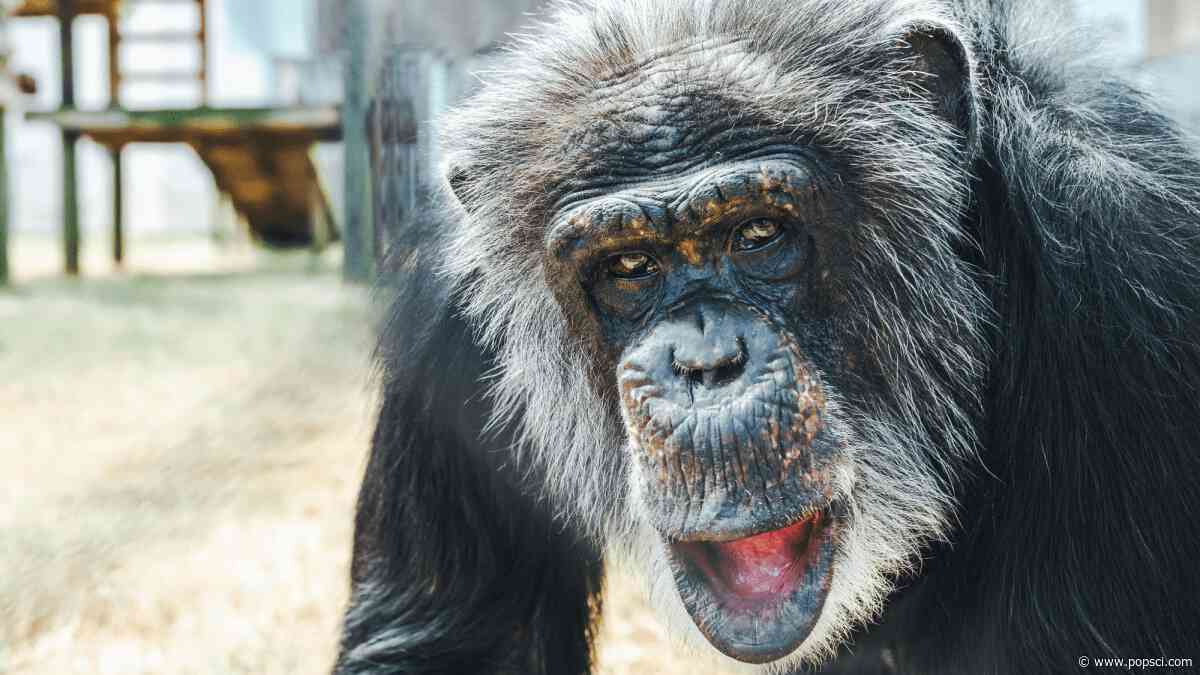 Blind chimp in Louisiana regains sight after cataract surgery
