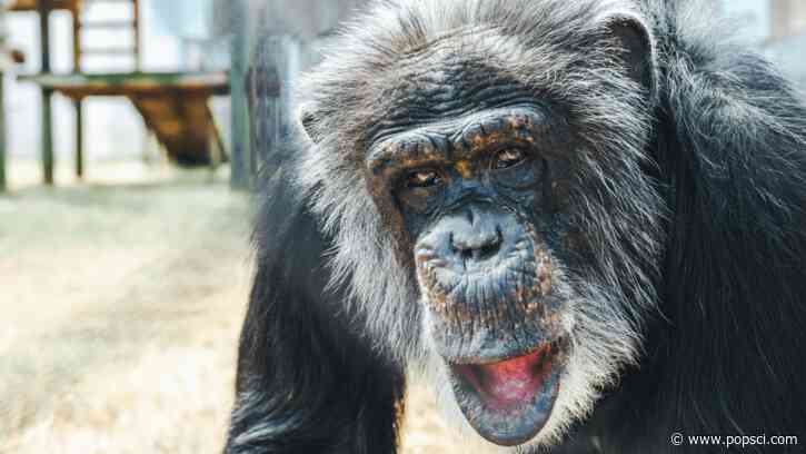 Blind chimp in Louisiana regains sight after cataract surgery