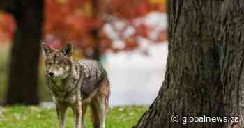 Parts of Nova Scotia national park closed temporarily after coyote bite: Parks Canada