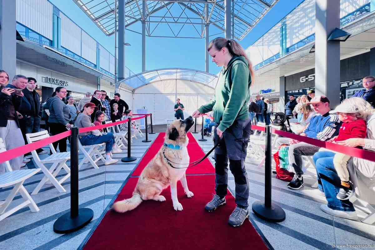 Chemnitzer Tierheim-Hunde tauschen Zwinger gegen roten Teppich