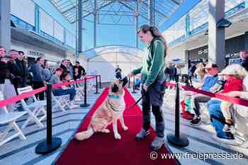 Chemnitzer Tierheim-Hunde tauschen Zwinger gegen roten Teppich