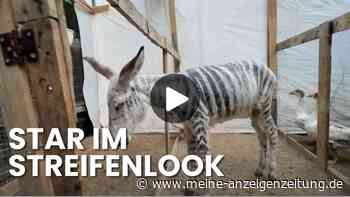 Gaza-Zoo öffnet wieder: Esel als Zebra begeistert Kinder