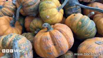 Pumpkin farmers have mixed harvest