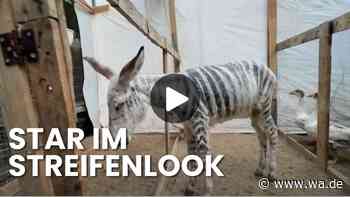 Gaza-Zoo öffnet wieder: Esel als Zebra begeistert Kinder