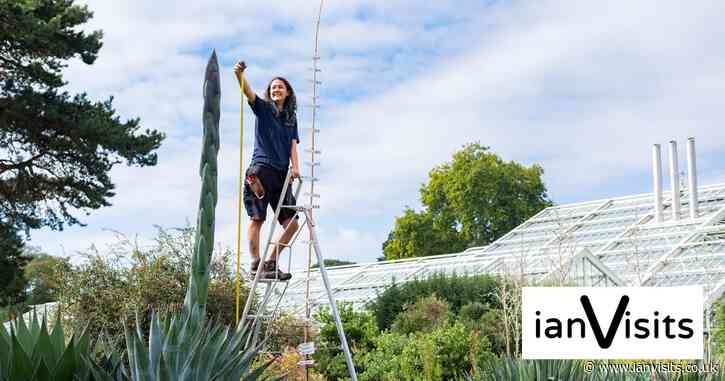 A once-in-a-lifetime bloom is coming to Kew Gardens