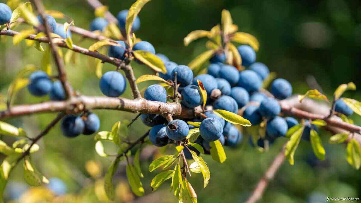 Jenseits von Thuja und Kirschlorbeer – diese Hecken machen Ihren Garten unverwechselbar