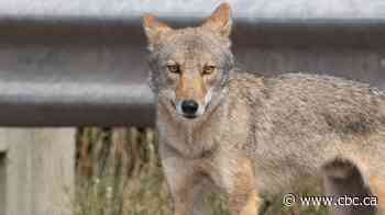 Coyote bite causes temporary closures in Cape Breton Highlands National Park