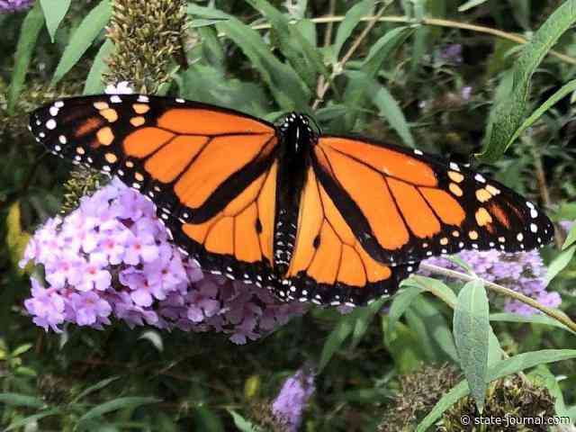 The magic of monarch butterflies