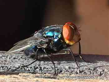 A deadly pest once eradicated from the United States shows signs of a comeback