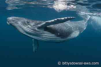 "Nadie había escuchado nada parecido": el momento en el que el mundo descubrió el canto de las ballenas