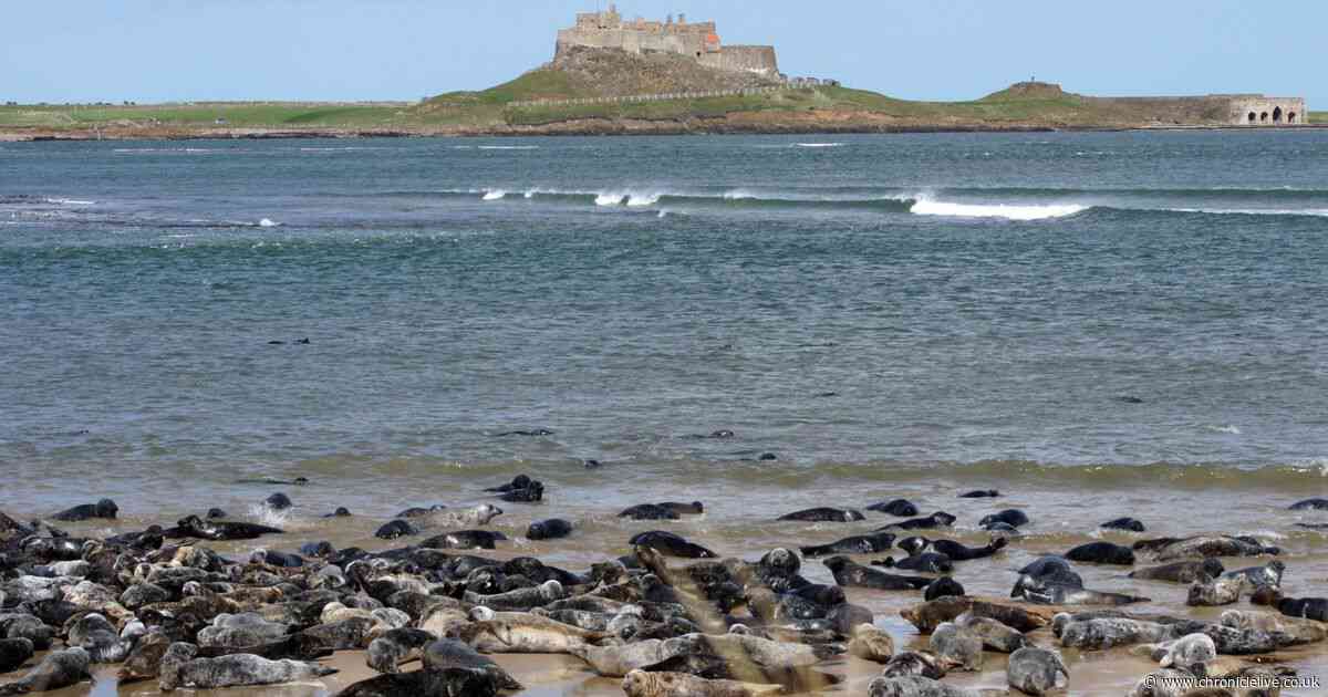 7 stunningly secluded Northumberland beaches to avoid crowds and how to find them