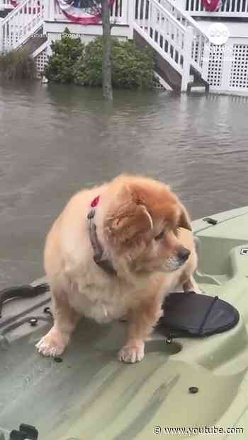 Dog floats through floodwaters on kayak during nor'easter