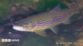 Brown trout spawning site to get special protection