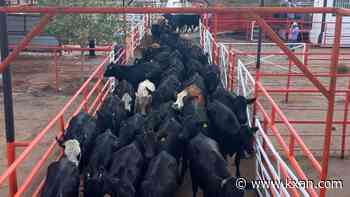 Cattle return to Santa Teresa, restarting $1.2B cross-border trade