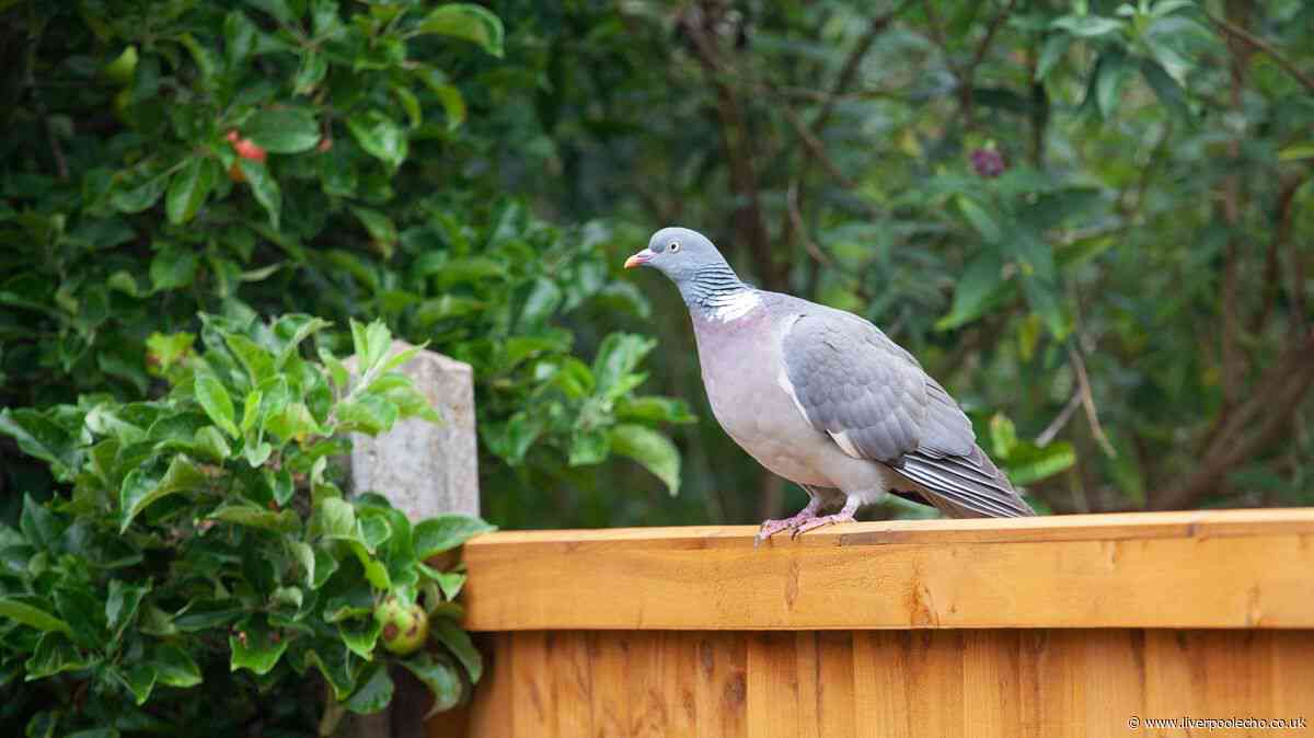 Pigeons will stay out of your garden if you hang up 1 common kitchen item
