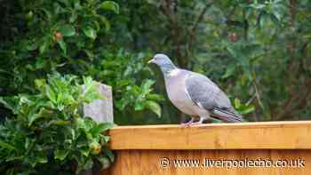 Pigeons will stay out of your garden if you hang up 1 common kitchen item
