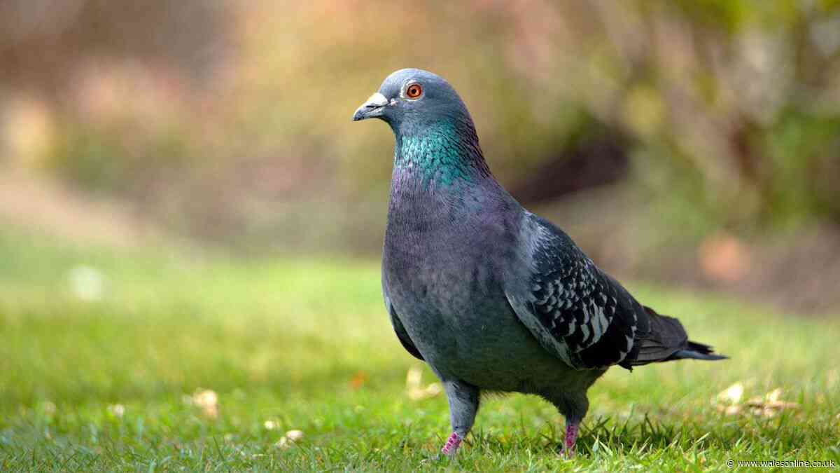 Welsh gardeners urged to put 1 common kitchen item in garden to keep pigeons away