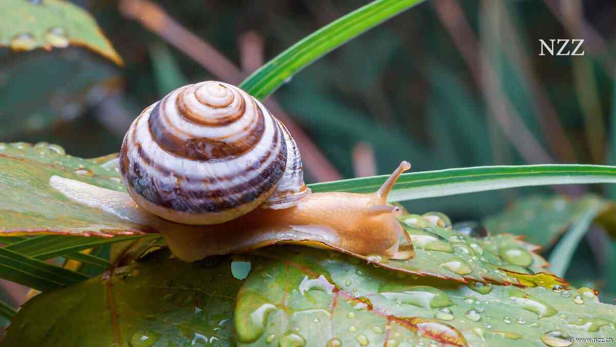 Faltenstraffung unerwünscht: Das Rätsel der Schneckenhaut ist gelöst