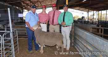 Strong demand for dual-purpose genetics lifts sale average at Hill Padua