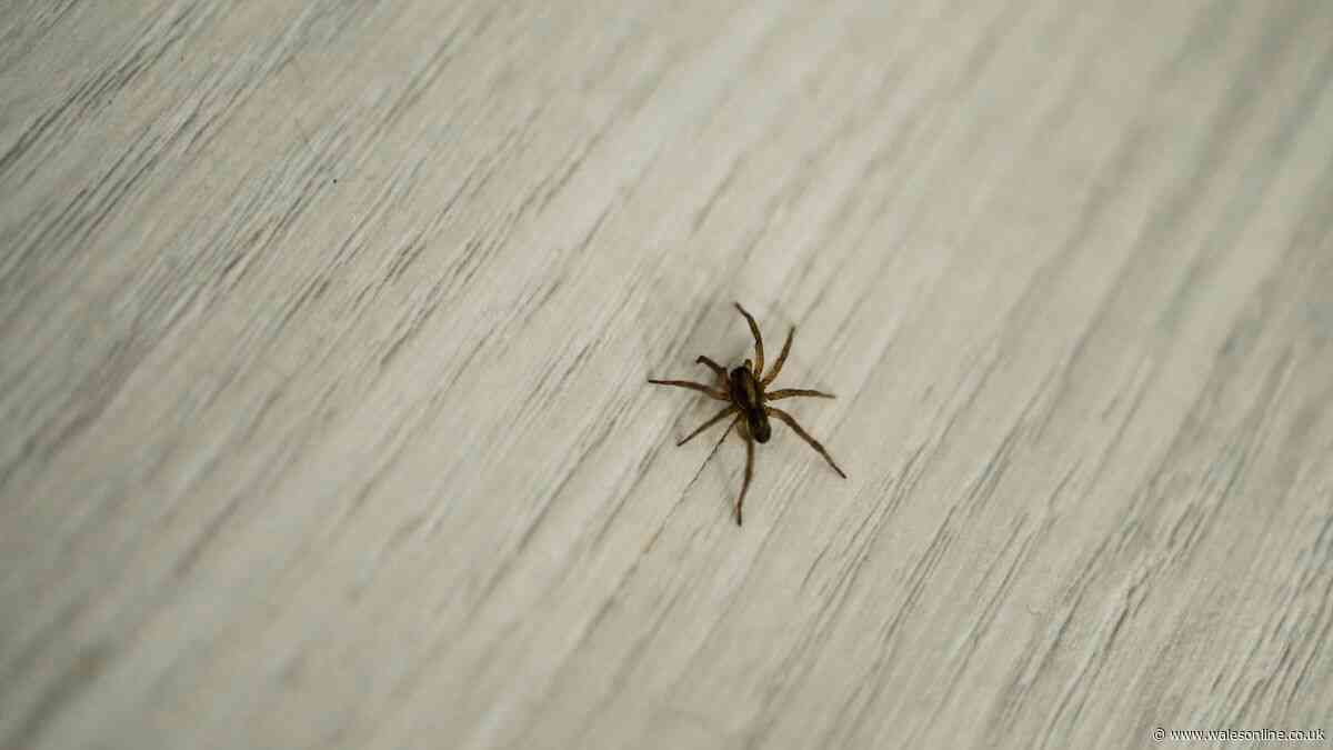 Spiders flee from homes when you sprinkle £1 natural ingredient around entrances