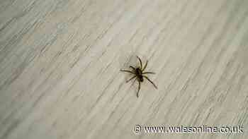 Spiders flee from homes when you sprinkle £1 natural ingredient around entrances