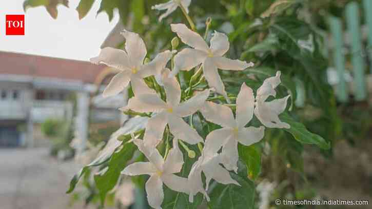 Jasmine plant care: 7 easy tips to grow healthy plants and enjoy more fragrant flowers at home