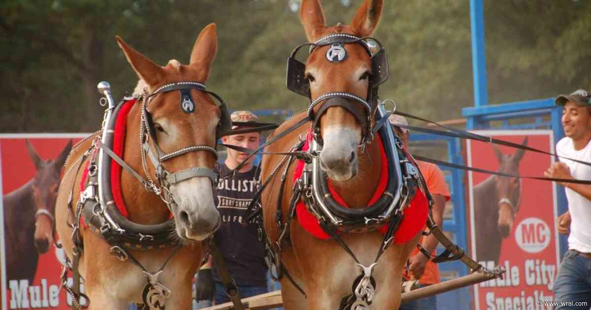 77th Annual Mule Days Parade, celebrates Americas 250th