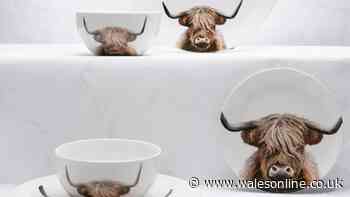Dunelm's £30 'great value for money' Highland Cow dinner set falls to £14.50