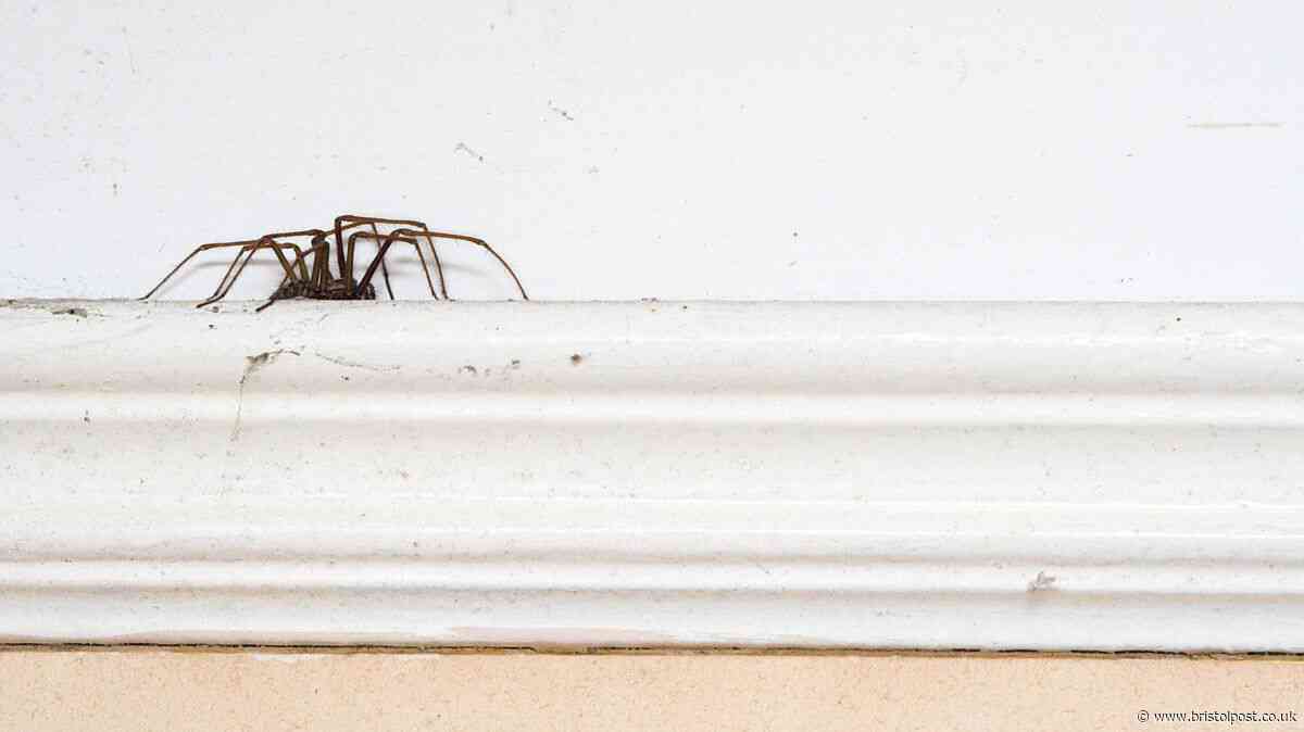 Spiders stay well away when you sprinkle £1 spice around home entry points