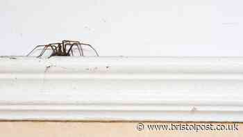 Spiders stay well away when you sprinkle £1 spice around home entry points