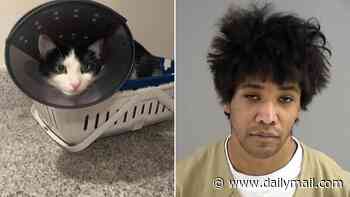 Vile fraudster, 27, who tortured cats for Instagram and TikTok donations gets largest-ever penalty in Virginia history after internet sleuths from France led police to his door
