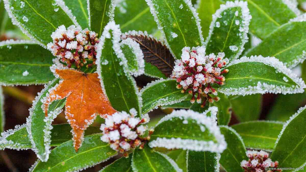 One item can protect plants from the first frost in October