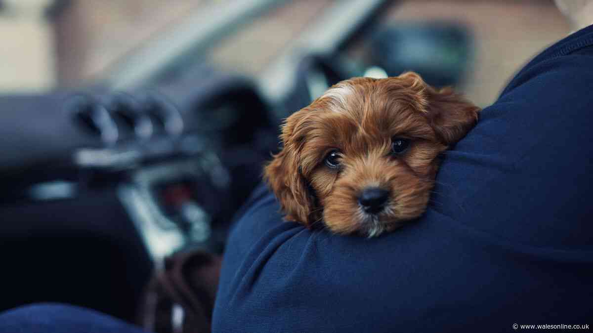 Simple method that could stop your dog barking at doorbell