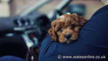 Simple method that could stop your dog barking at doorbell