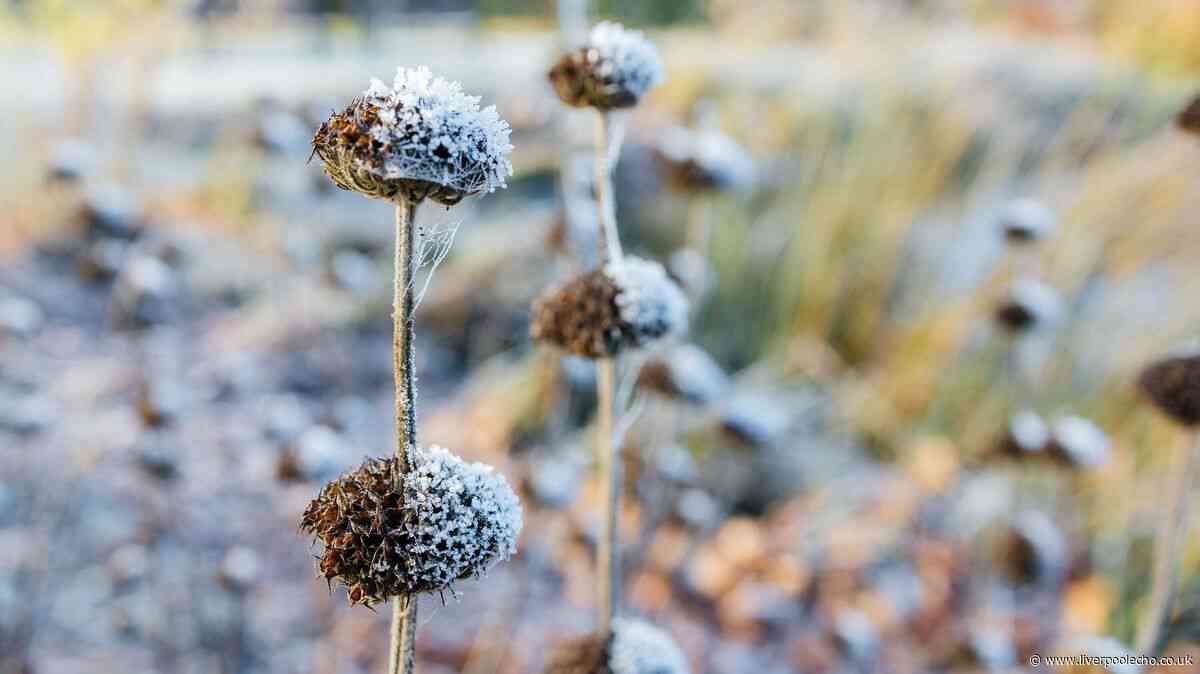Save plants from first frost in October with one item to 'trap' warm air