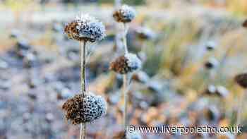 Save plants from first frost in October with one item to 'trap' warm air