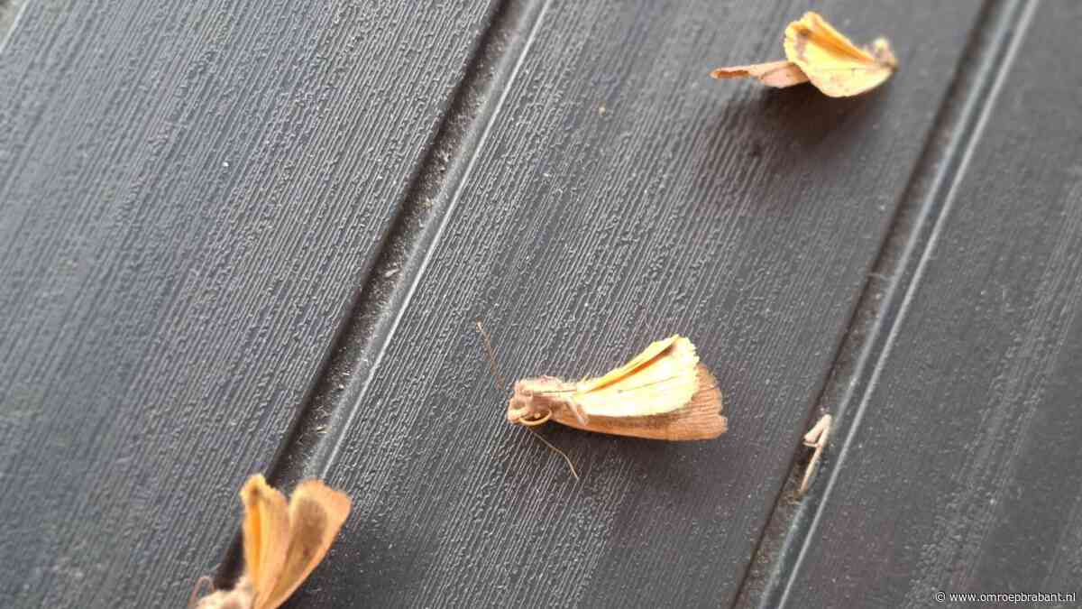 Wat lag er op het tafeltje bij een luisteraar? Frans zoekt het uit