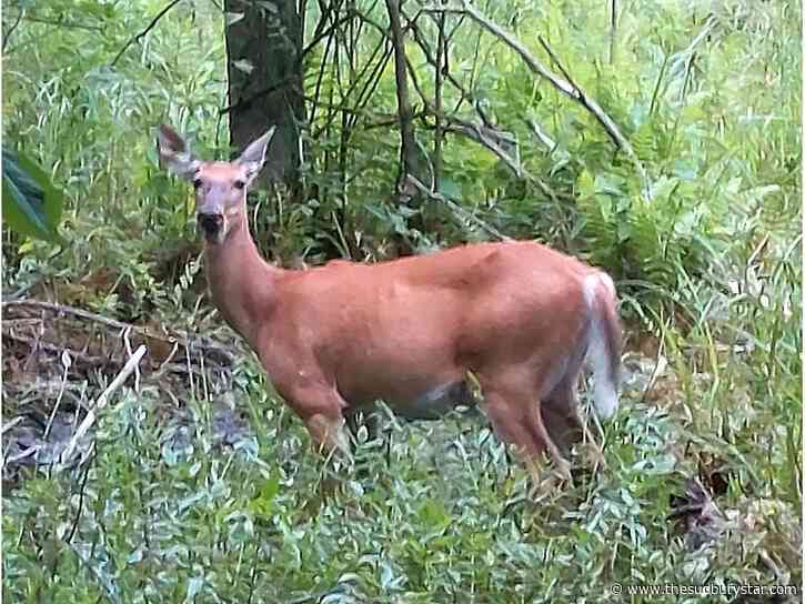 Massey man fined for shooting antlerless deer without a licence