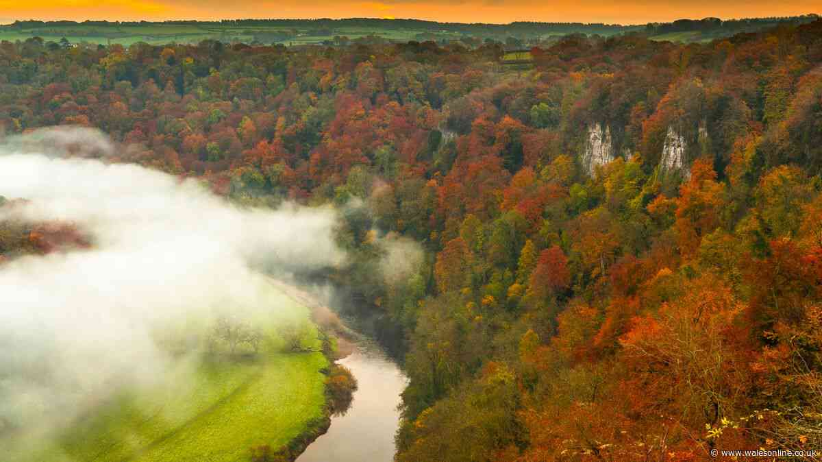 This beautiful forest is an hour from Cardiff, has stunning autumn colours and a lovely café