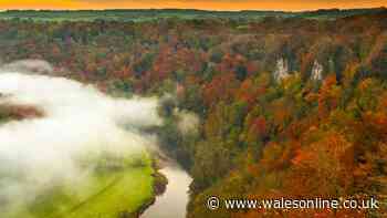 This beautiful forest is an hour from Cardiff, has stunning autumn colours and a lovely café