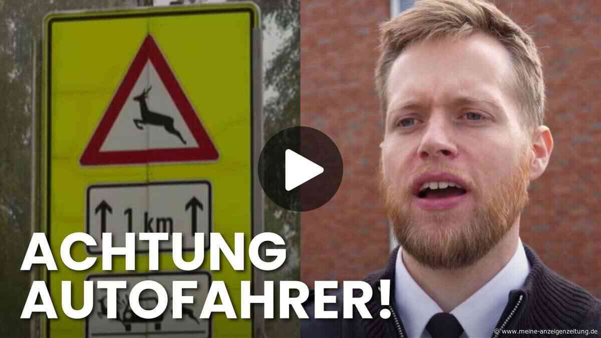 Wildunfall-Gefahr steigt: Davor warnt die Polizei im Herbst besonders