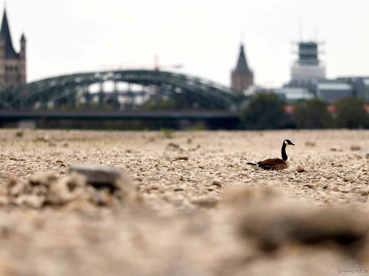 Rheinpegel erreicht neue Tiefststände