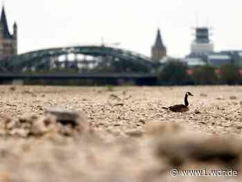 Rheinpegel erreicht neue Tiefststände
