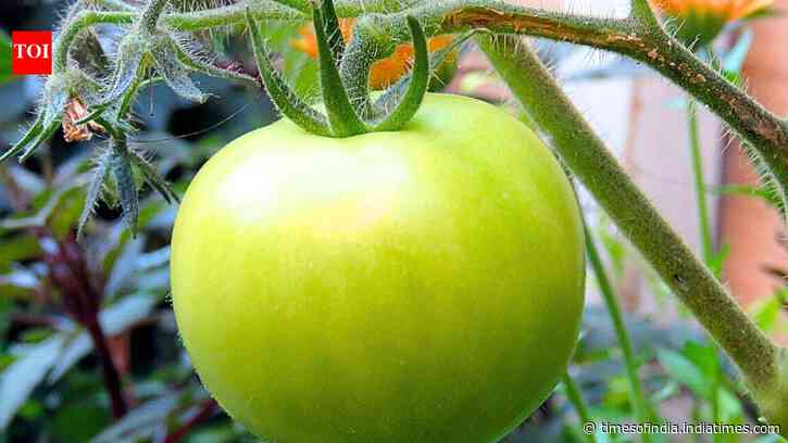 How to ripen green tomatoes indoors and avoid mistakes that can slow the process