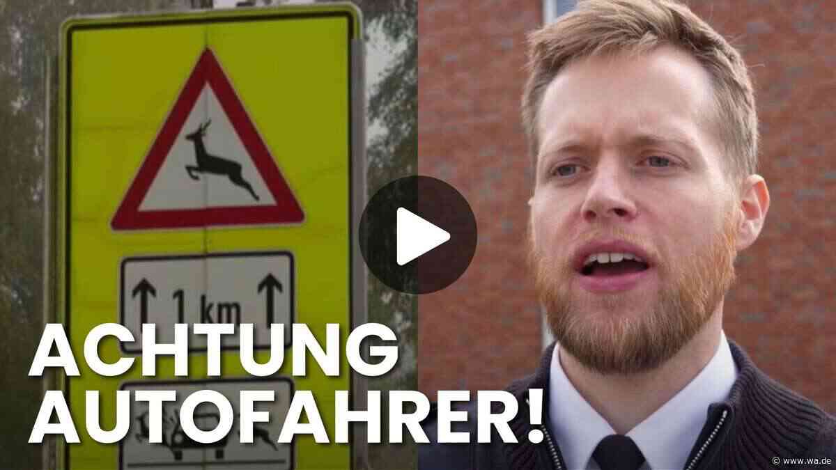 Wildunfall-Gefahr steigt: Davor warnt die Polizei im Herbst besonders